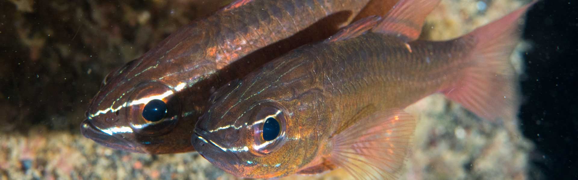 The Ruby Cardinalfish